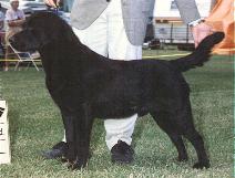 CAN CH. Wolfecreeks Black Bear JH