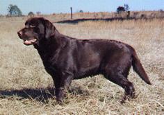 Wolfecreeks Brown Betty