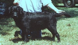  Wolfecreeks Lady Guinevere
 
