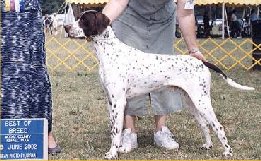  Wolfecreeks Mystical Marvin - Pointer 