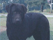  Teracroft Wolfecreek Milline 