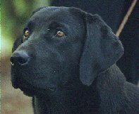  Wolfecreeks Black Onyx, JH WC 