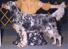 CH. BJ's Suthernheir Snowbird